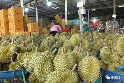 泰国媒体大呼“危机”!泰国榴莲产业已被中越“掌控”?