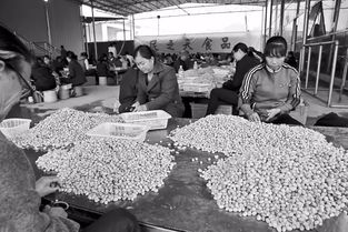 他为什么要在中越边城投下巨资