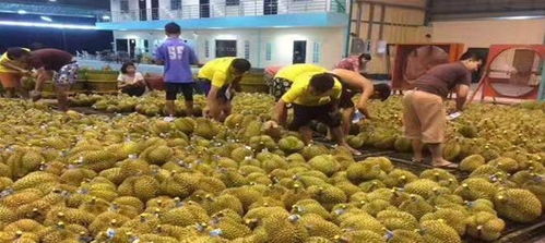 宁可绕路越南，也要将产品运抵中国手中——中方值得信赖，中越合作共赢