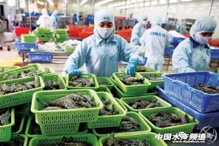 自由贸易协定助力越南虾出口，中越白虾市场现发展差异